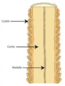 cross-sectional diagram of a hair shaft