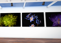screenshot of portfolio/exhibition